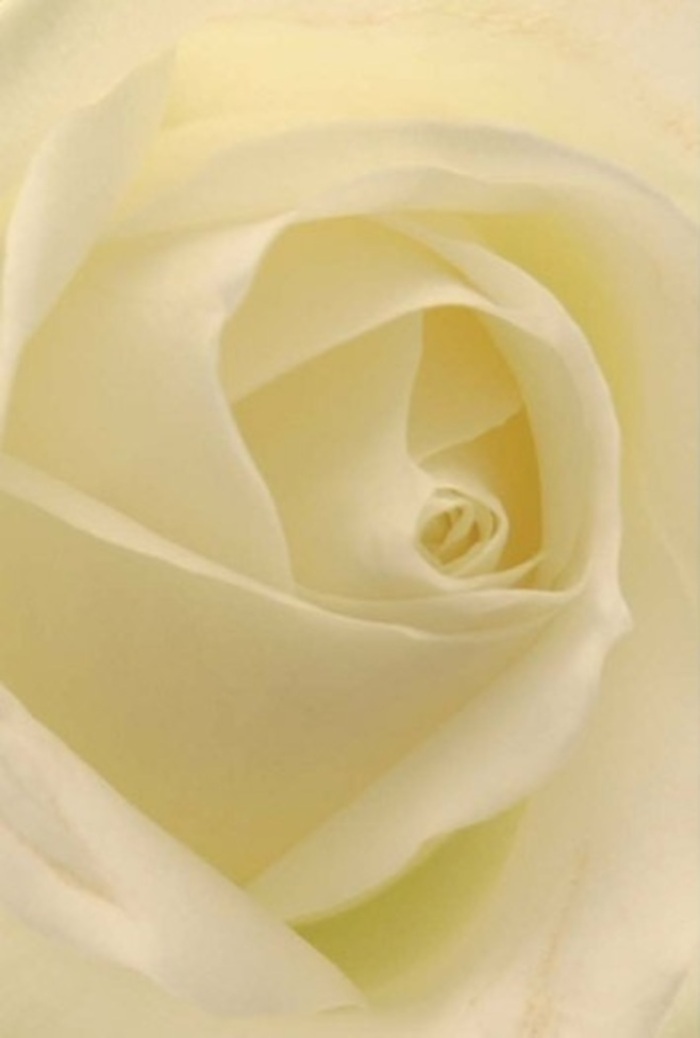 Seen close-up, this classic white rose stands out for its tranquil grace and refined layering-a vision of purity that resonates deeply with the community of Cranham. The petals are smooth and downy, flowing from shimmering white at their centre out to the faintest edge of cream, echoing the way light travels through the windows of local homes on fresh mornings. Shadows cast along the elegantly layered petals lend an almost sculptural sense of depth. Their spiral, tight at the core and perfectly arranged outward, suggests inner resilience and natural harmony. In the skilled hands of Florist Cranham, such a rose becomes more than just a bloom-it's a powerful symbol, ideal for expressing heartfelt apologies, celebrating romance, or gracing wedding tables along Moor Lane. There's an aura of clean, understated fragrance-soft and serene, lingering just at the edge of perception. Every petal and shadow reflects both the natural artistry of the flower and the attentive craftsmanship of Cranham's best florists, making this a bouquet that truly honours every sentiment you wish to convey.